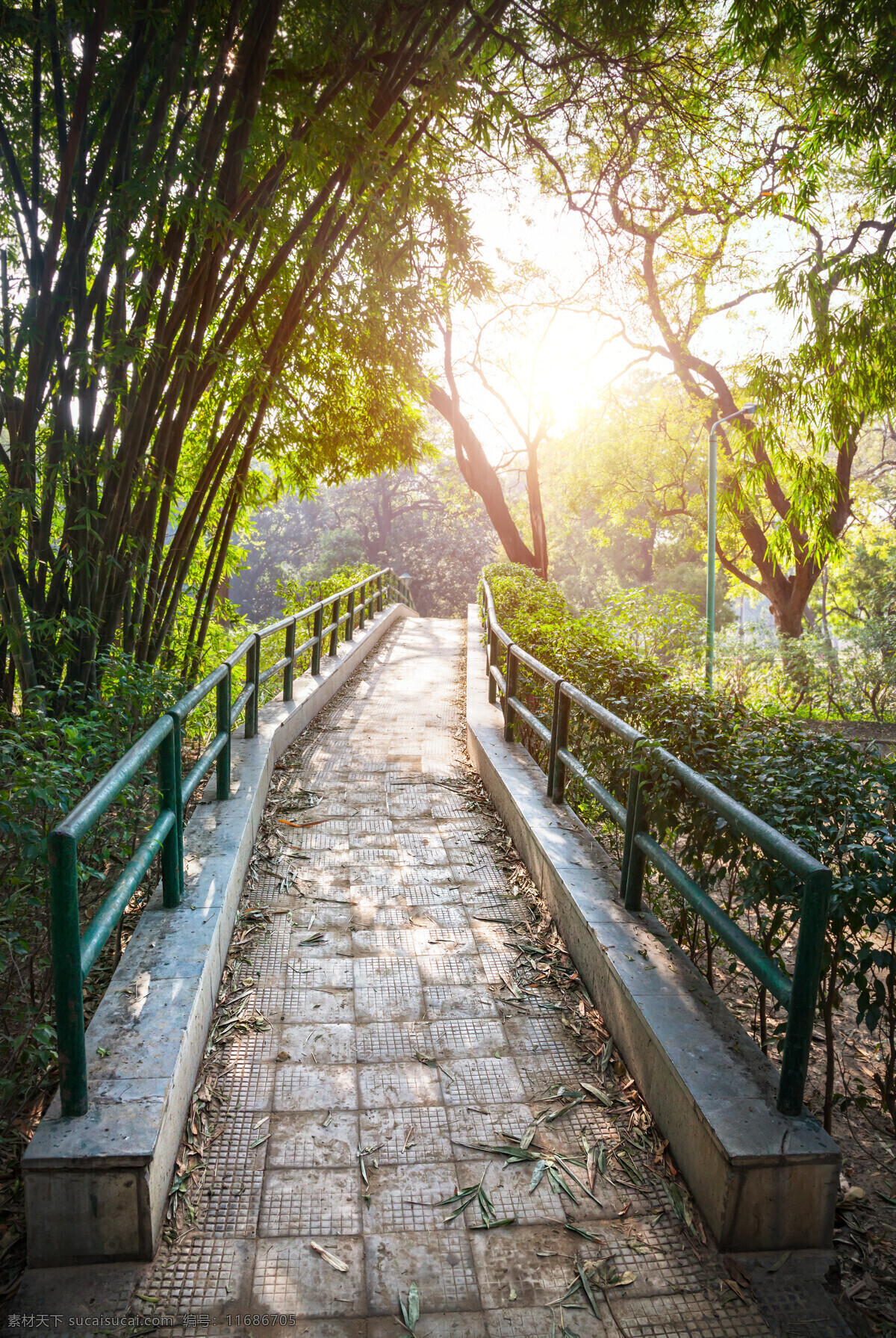 公园 内 小路 树木 风景 风光 印度风光 自然风景 山水风景 风景图片