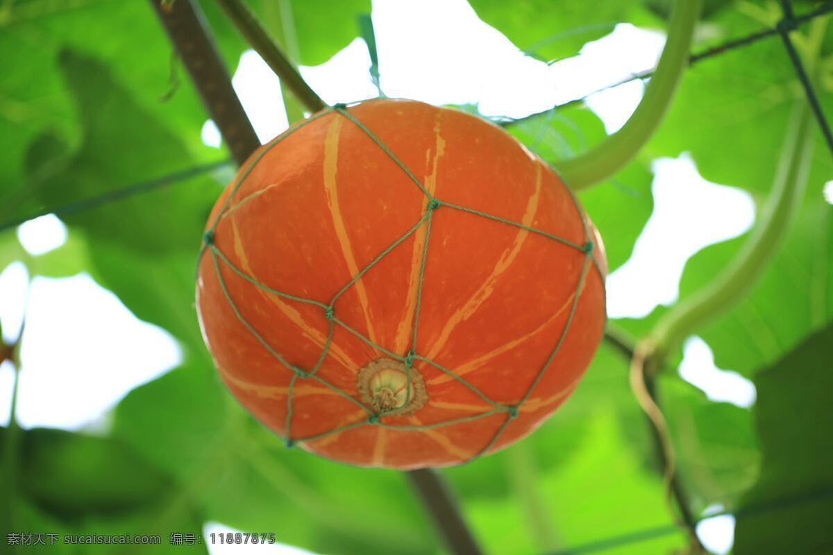 南瓜 生物世界 蔬菜 支架 南瓜果 瓜叶 瓜蔓 吊绳 风景 生活 旅游餐饮