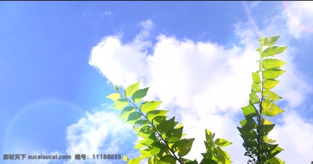 蓝天绿叶 宣传片外景 宣传片素材 植物视频 植物实拍 蓝天视频 唯美蓝天 多媒体 实拍视频 动物植物 mp4