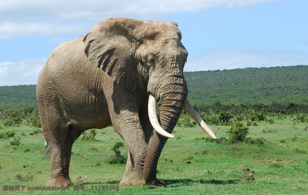 大象摄影图片 大象 非洲大象 野生动物 草地远山 摄影图片 生物世界