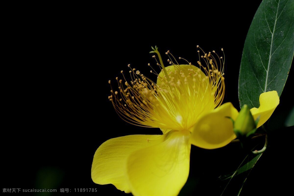 鲜艳 黄色 金丝 桃 花卉 花朵 花草 植物 鲜花