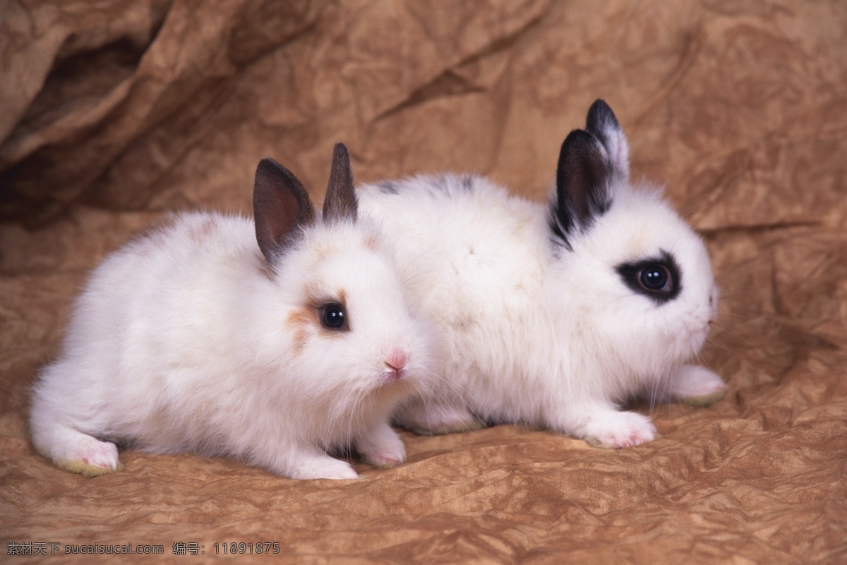 可爱白兔 动物世界 可爱 小动物 宠物 白兔 兔子 水中生物 生物世界 棕色