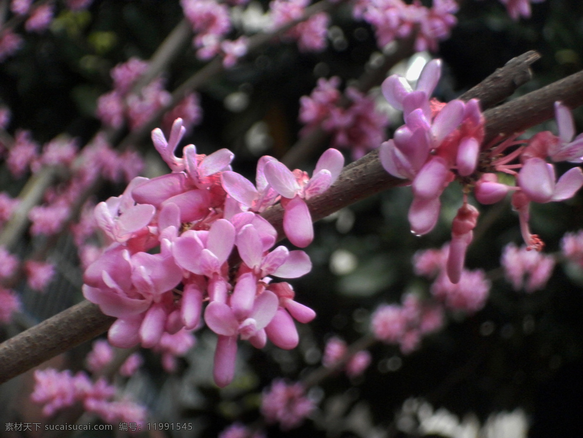 花枝 樱花 花草 春天 粉色 花蕾 生物世界 黑色