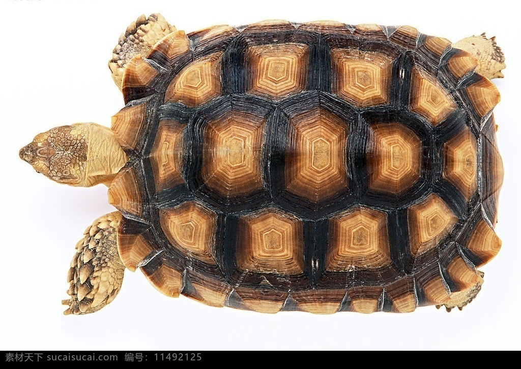 苏卡达陆龟 乌龟 爬行动物 水产 两栖 龟壳 生物世界 设计图库 海洋生物 动物 摄影图库