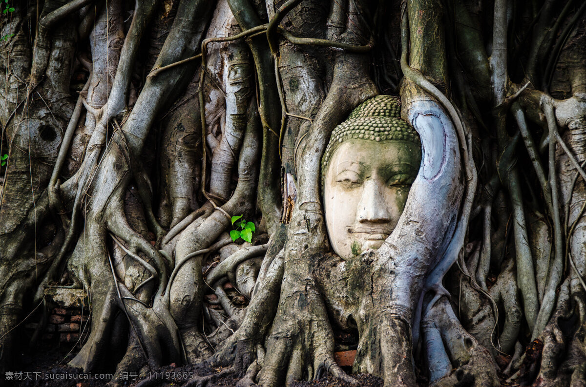 树根 长满 菩萨 雕 象 佛教 佛 雕像 宗教 亚洲 佛教徒 文化 旅行 文化艺术 美术绘画