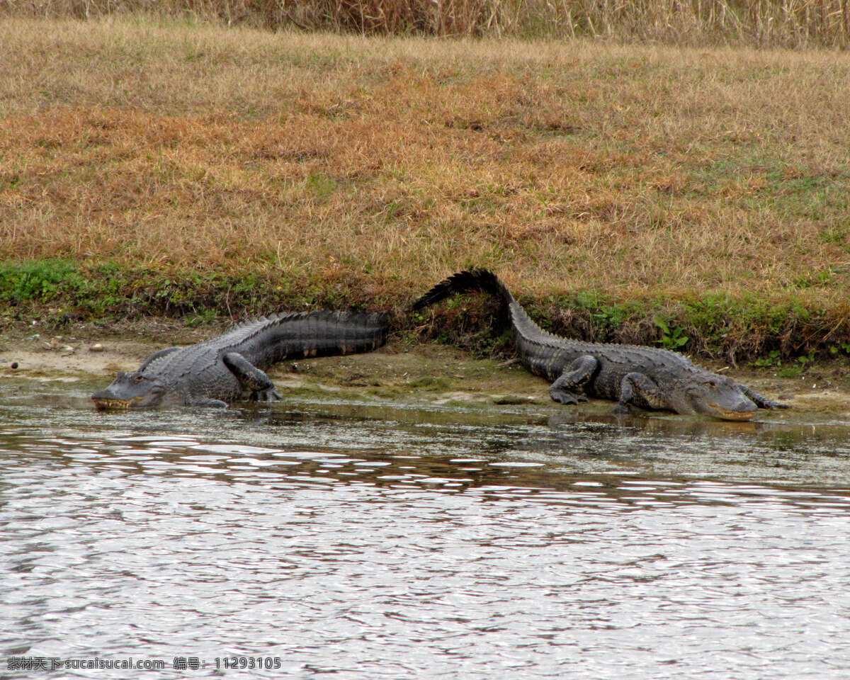 扬子鳄 鳄鱼 爬行 河岸 鱼 野生动物 生物世界