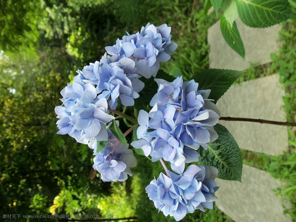 绣球花 花 蓝色 蓝花 高清素材 花为媒 花草 生物世界