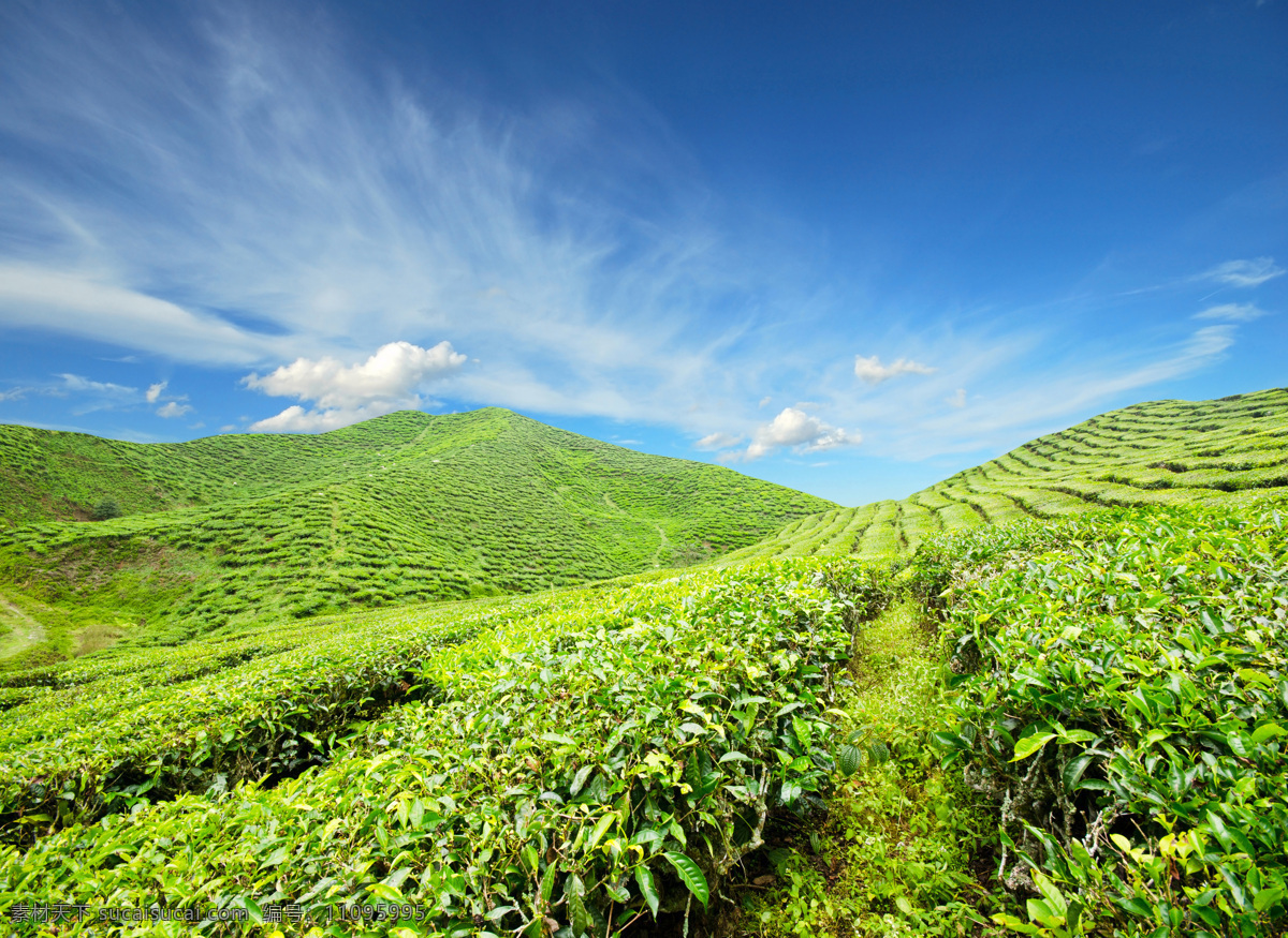 美丽 绿茶 茶山 风景 茶园 茶田 茶叶 自然风景 美丽风景 景色 其他类别 生活百科 绿色