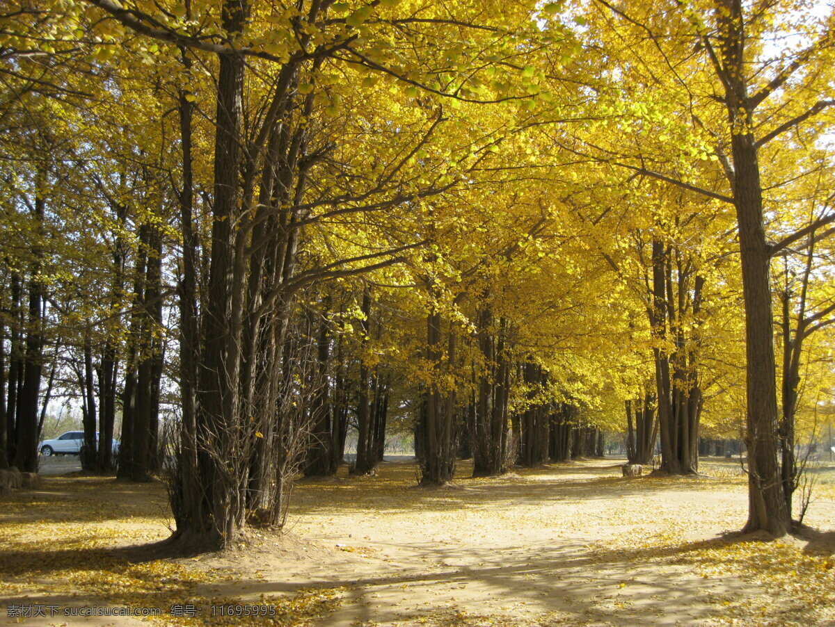 银杏树林 唯美 秋天 自然风景 旅游摄影