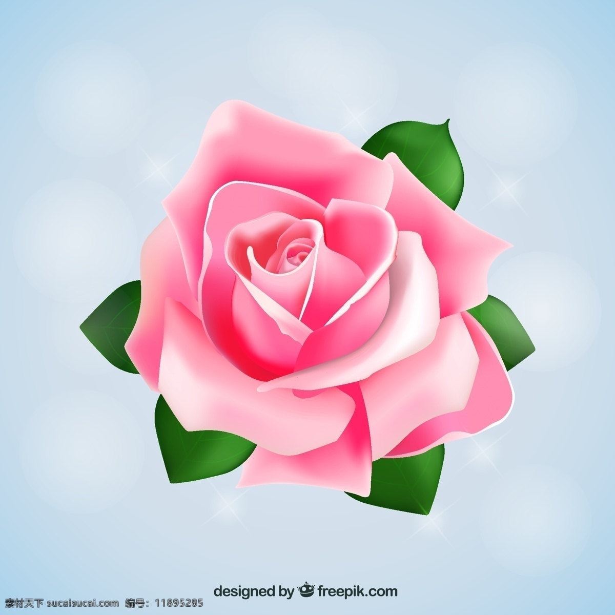 粉红色的玫瑰 花卉 玫瑰 情人节 粉红色 浪漫
