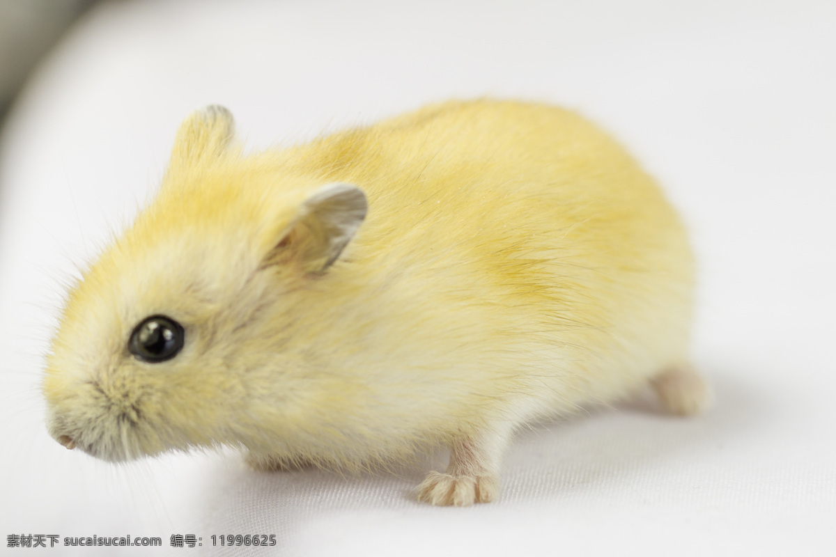 可爱的小仓鼠 仓鼠 可爱的 小仓鼠 老鼠 宠物 小老鼠 动物 小动物 鼠 鼠类 生物世界 其他生物