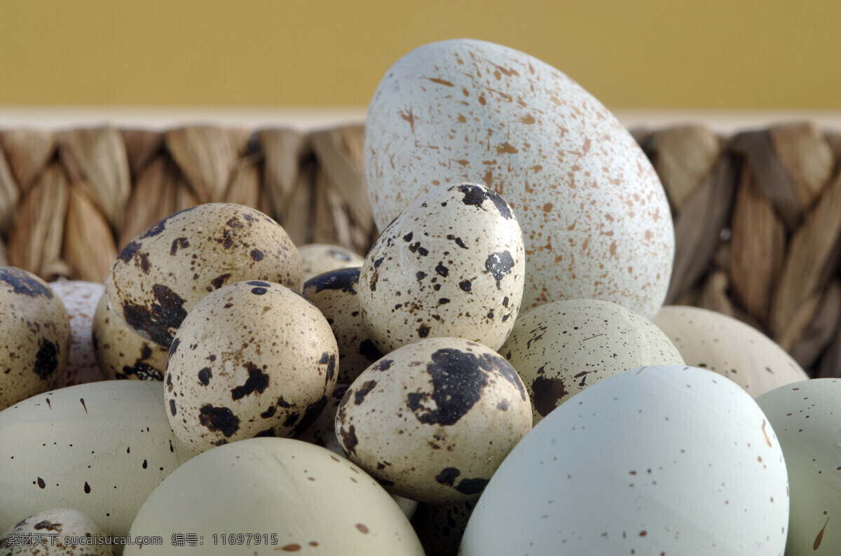 鸽子 蛋 鹅蛋 鸭蛋 鸽子蛋 鹌鹑蛋 鸡蛋 蛋类 复活节素材 鸡蛋摄影 食材原料 餐饮美食