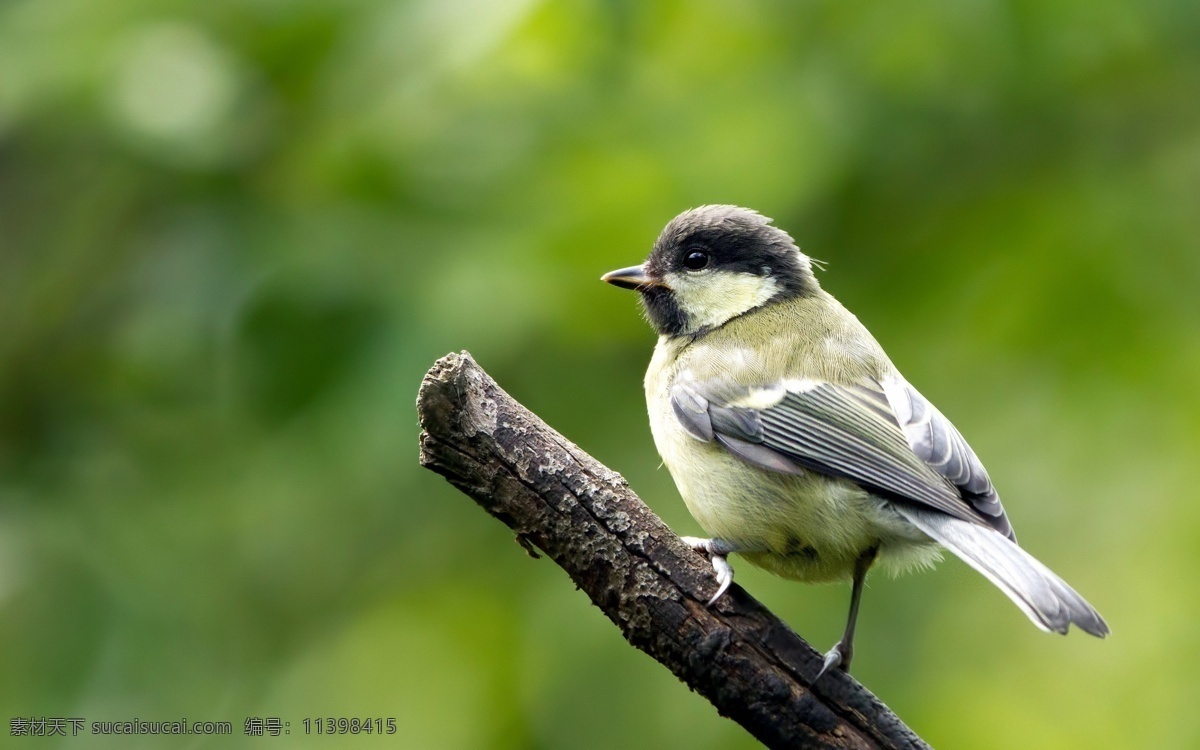 山雀 动物 鸟类 鸟 树枝 户外 鸟类摄影 鸟类系列一 生物世界