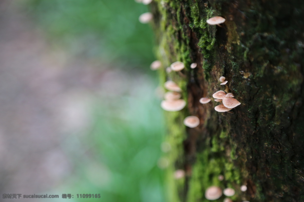 小蘑菇 苔藓 森林 潮湿 九溪 自然景观 自然风景