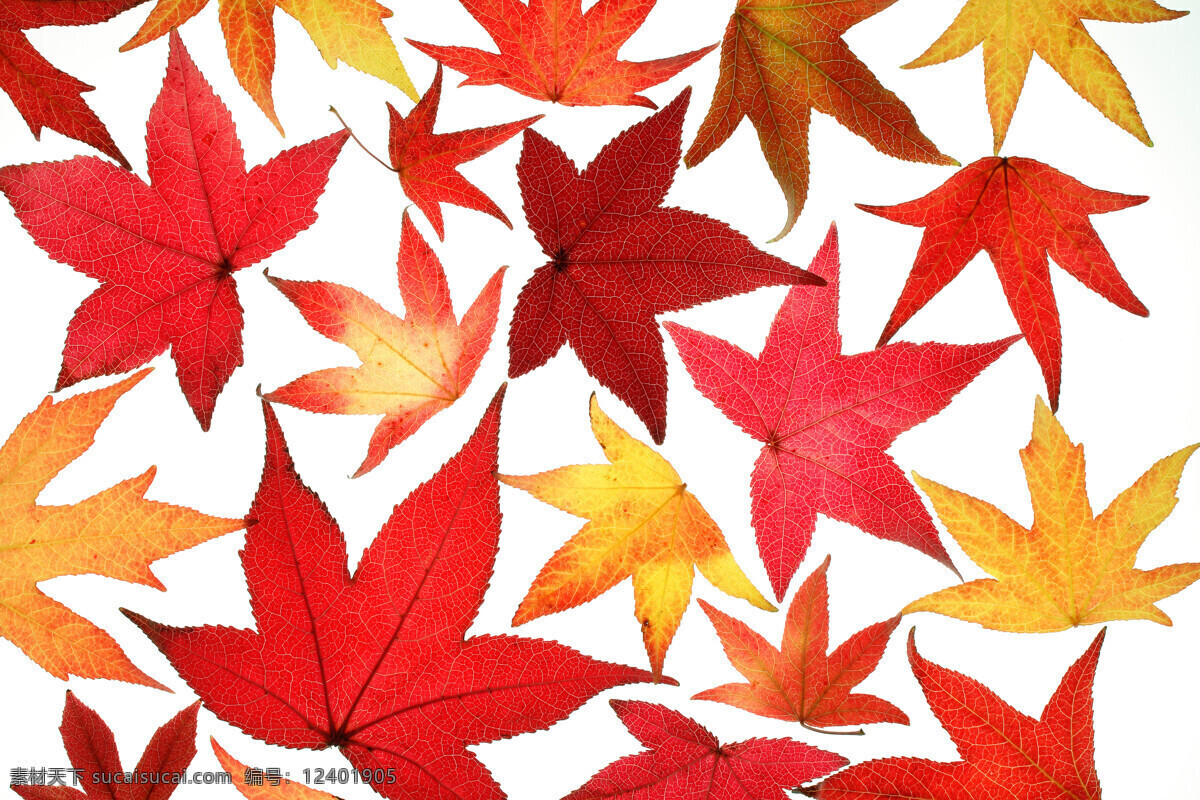 树叶 素材图片 枫叶 叶子 枫叶摄影 秋天 秋季 花草树木 生物世界