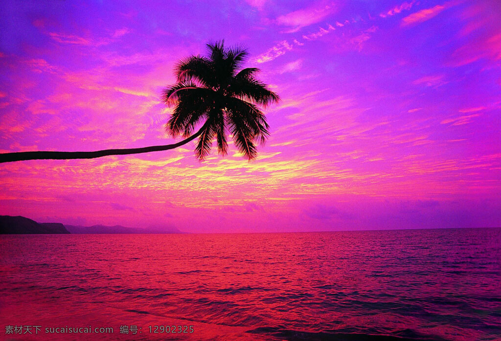 紫色 夕阳 海岸 插图 紫色海洋 椰树 棕榈树 海洋 晚霞