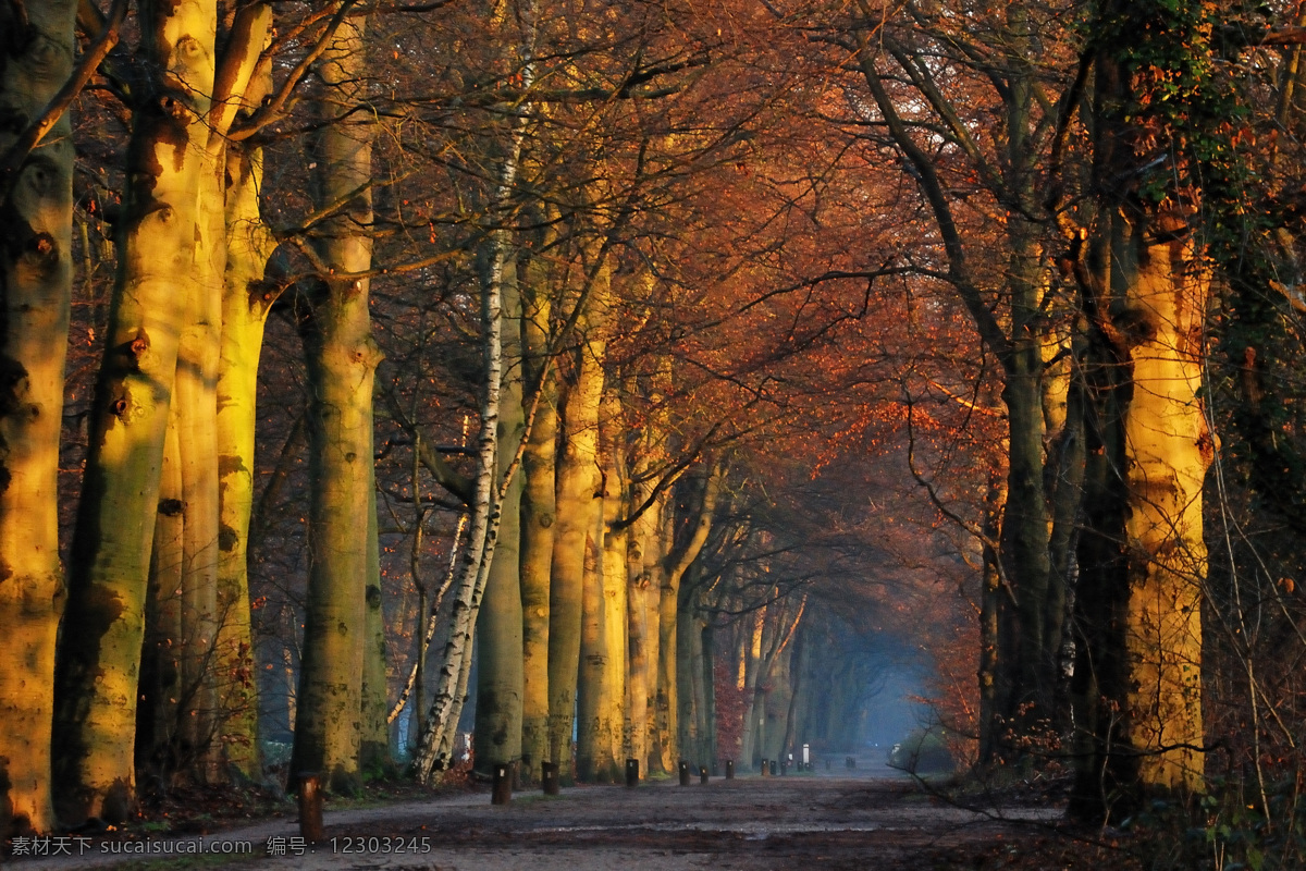 秋天 树木 阳光 风景 图 树 小路 装饰画 无框画 树木树叶 生物世界