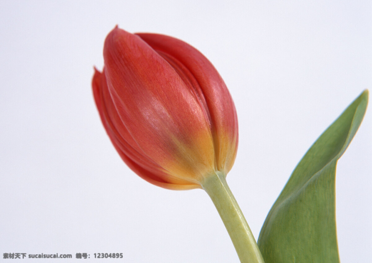 花朵免费下载 百花争艳 插花艺术 高清花朵 花 花朵 花朵花束 浪漫花朵 玫瑰 情人节花 水珠 鲜花装饰 鲜花 节日素材 情人节七夕