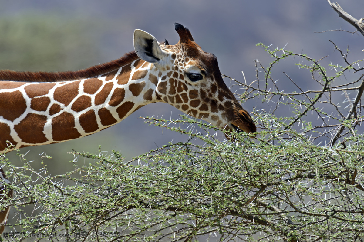 吃食的长颈鹿 长颈鹿 动物世界 动物摄影 陆地动物 生物世界 黑色