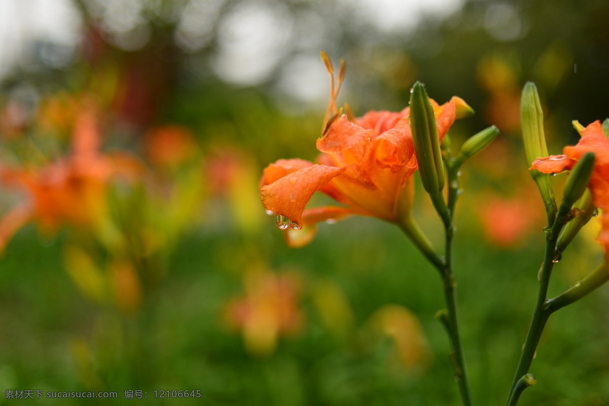 萱草 花 花瓣 花草 露水 生物世界 水滴 雨 雨滴 psd源文件