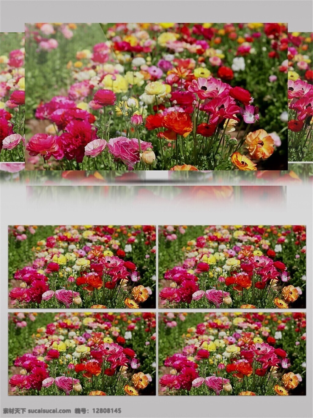 唯美 繁花似锦 视频 音效 视频素材 玫红色 黄色 鲜花 绿色 视频音效 非洲菊 百花盛开