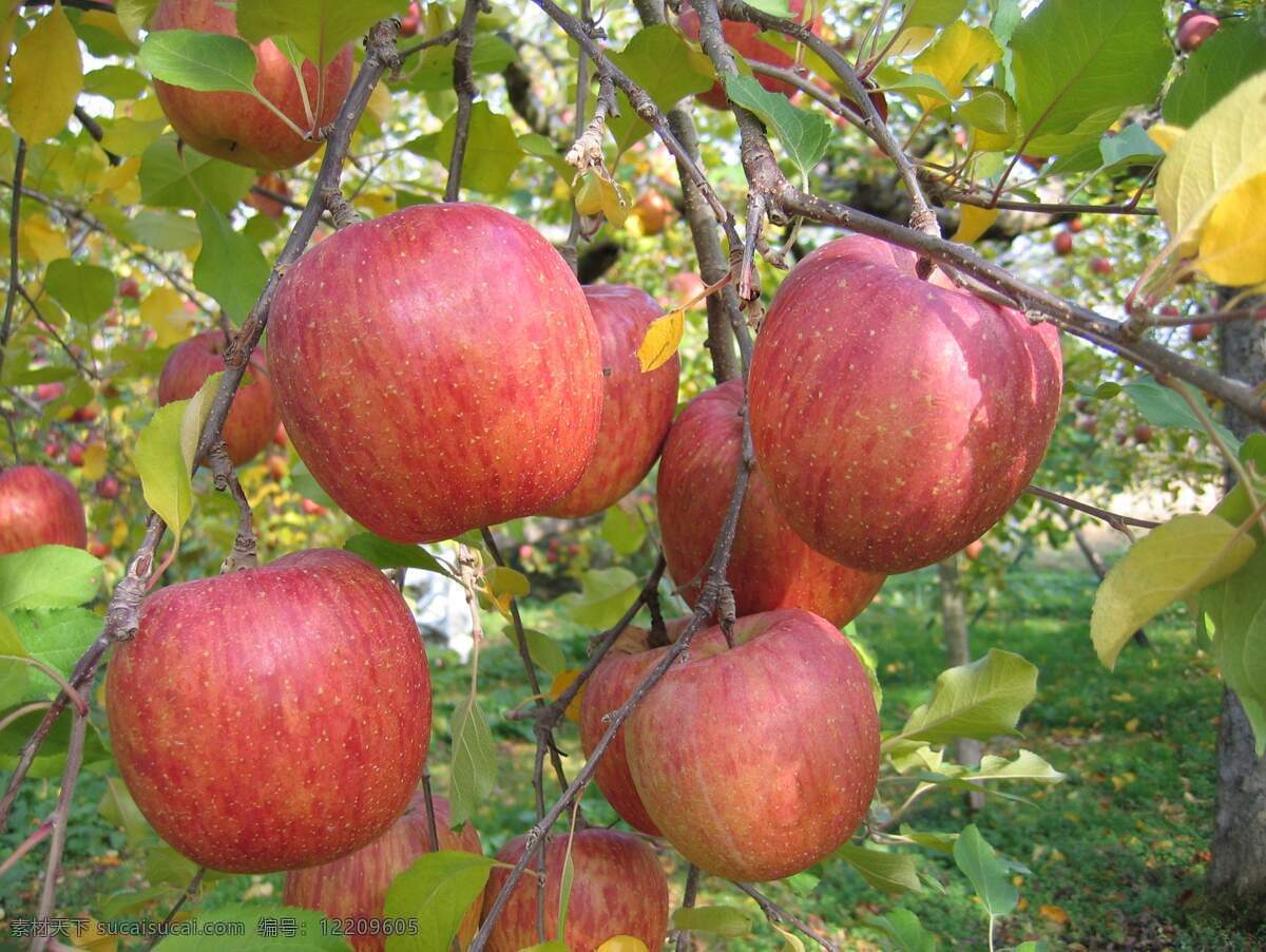 即将丰收苹果 果子 红富士 红富士苹果 自然景观 田园风光