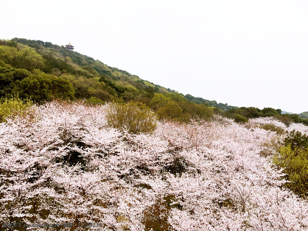 鼋头渚 樱花 太湖 春天 四月 无锡 生物世界 花草