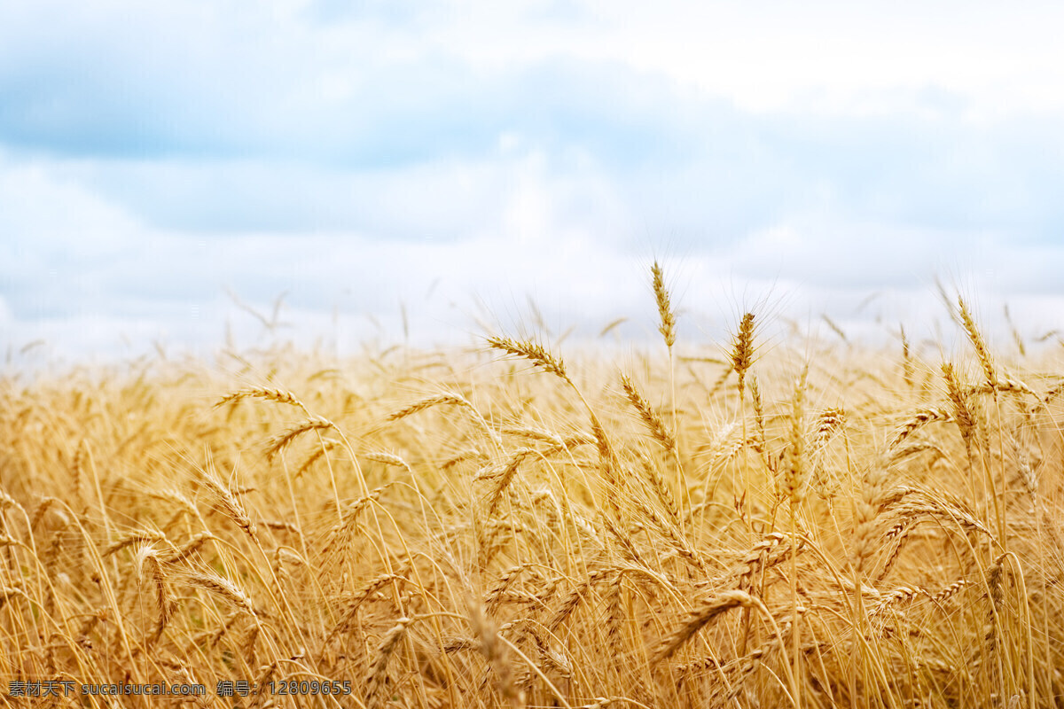 麦田 蓝天 白云 麦浪 金黄的稻田 小麦 稻谷 成熟 秋天 成熟的季节 果实 沉甸甸