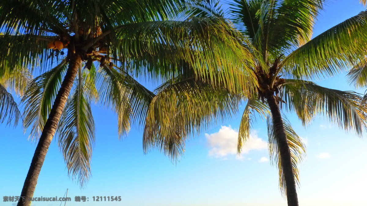 毛里求斯 棕榈树 树木 热带植物 植物 热带