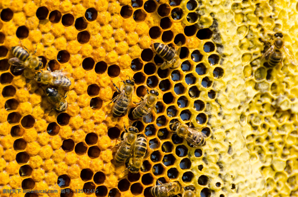 正在 蜂窝 上 忙碌 蜜蜂 蜂蜜 底纹背景 昆虫世界 生物世界