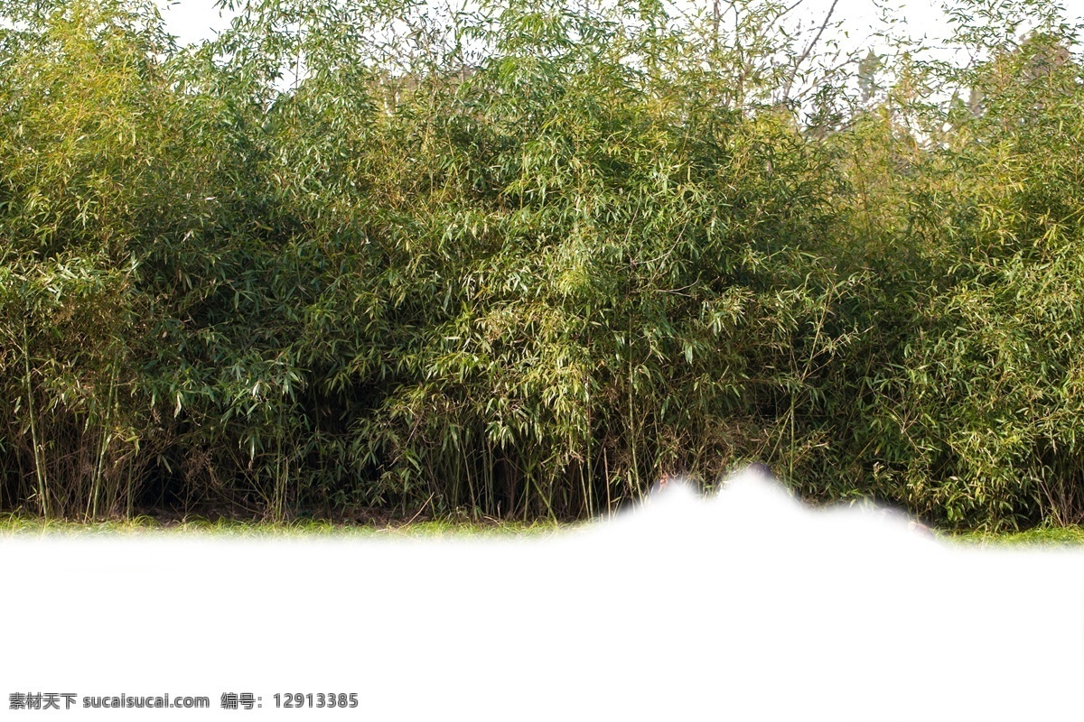 绿色 小 树林 美丽 极了 小树林 风景 植物 景色优美 绿树成林 美妙绝伦 郁郁葱葱 风景优美 自然风光