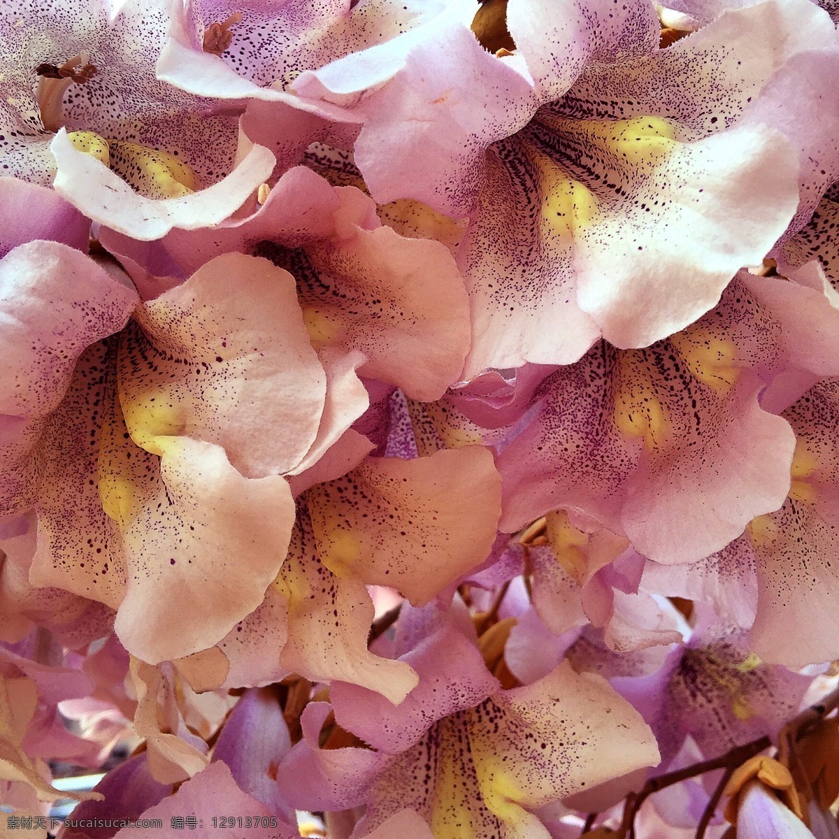 梧桐花 花朵 手机摄影 i花瓣 色彩 生物世界 花草