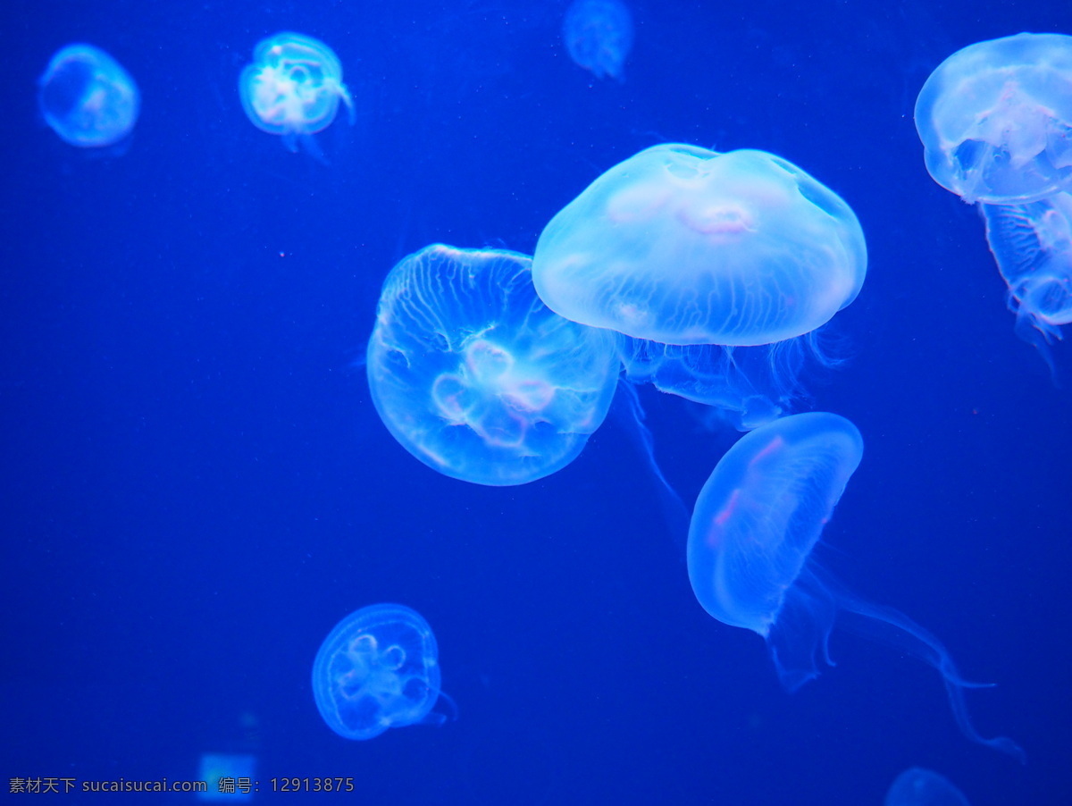 海底水母群 水母 海底 海里 水母群 浮游生物