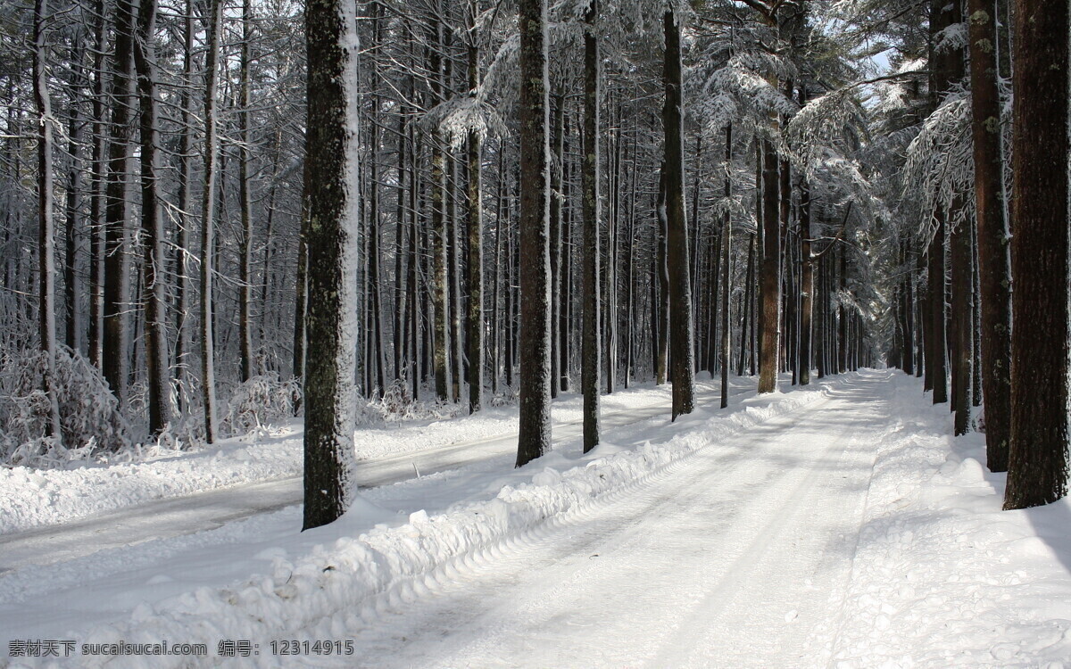 雪后 林间 道路