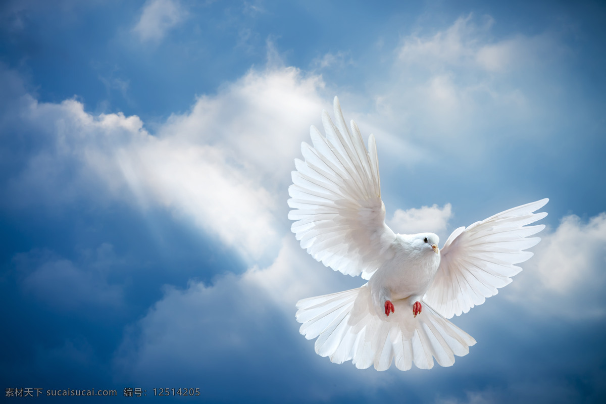 天空 飞翔 信鸽 空中 白云 展翅 白鸽 鸽子 小鸟 鸟类 空中飞鸟 生物世界 蓝色