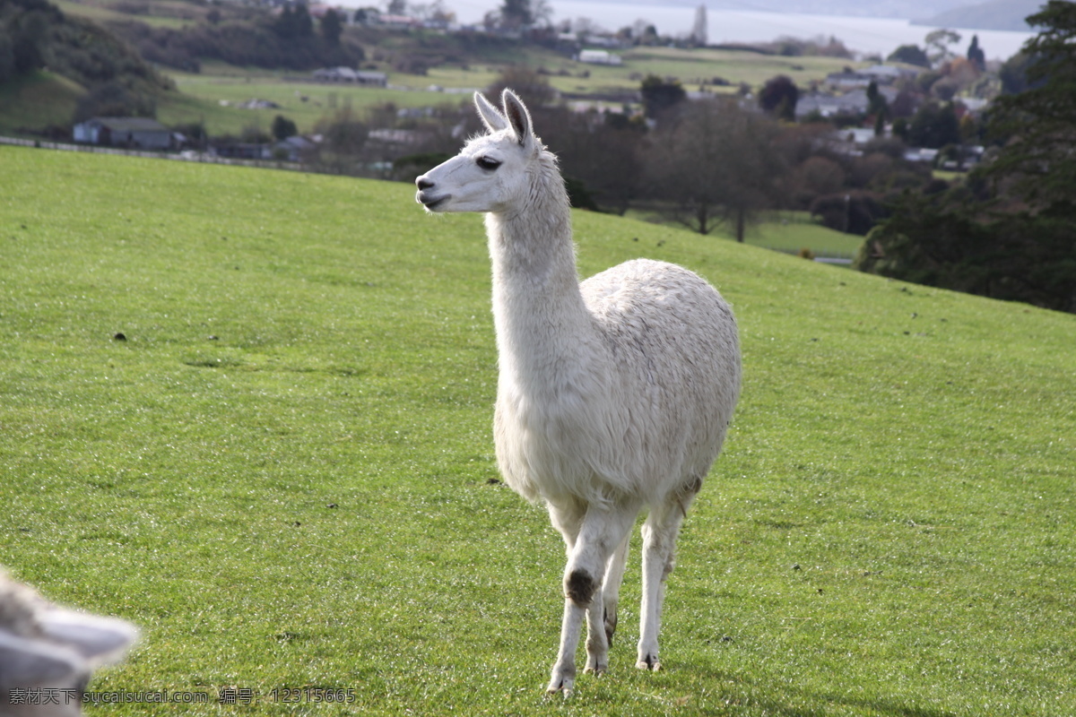 新西兰 驼 羊 草坪 家禽家畜 农场 农业 生物世界 养殖 新西兰驼羊 新西兰牧场 驼羊 山上 矢量图 日常生活