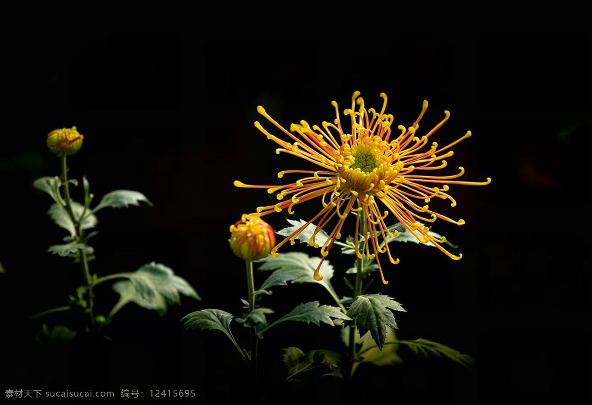 菊花 花图片 花 富贵菊 美丽 高清 黑色 自然景观 自然风景