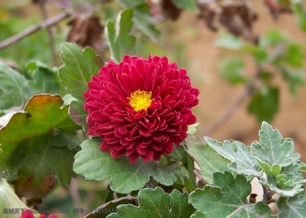 红菊 菊花 秋菊 国花 鲜花 花草 丰收 吉祥花 田园风光 自然景观