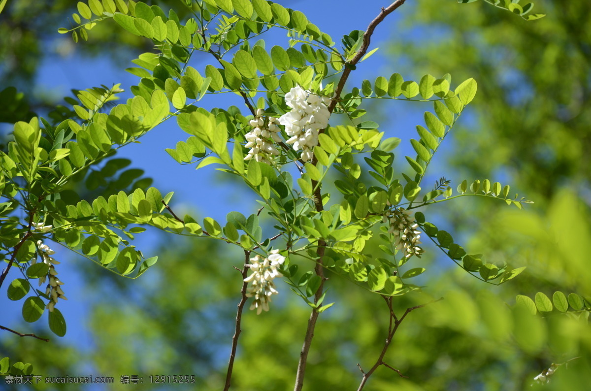 槐花 槐树 槐树开花 槐花林 槐树林 槐花节 生物世界 花草 绿色