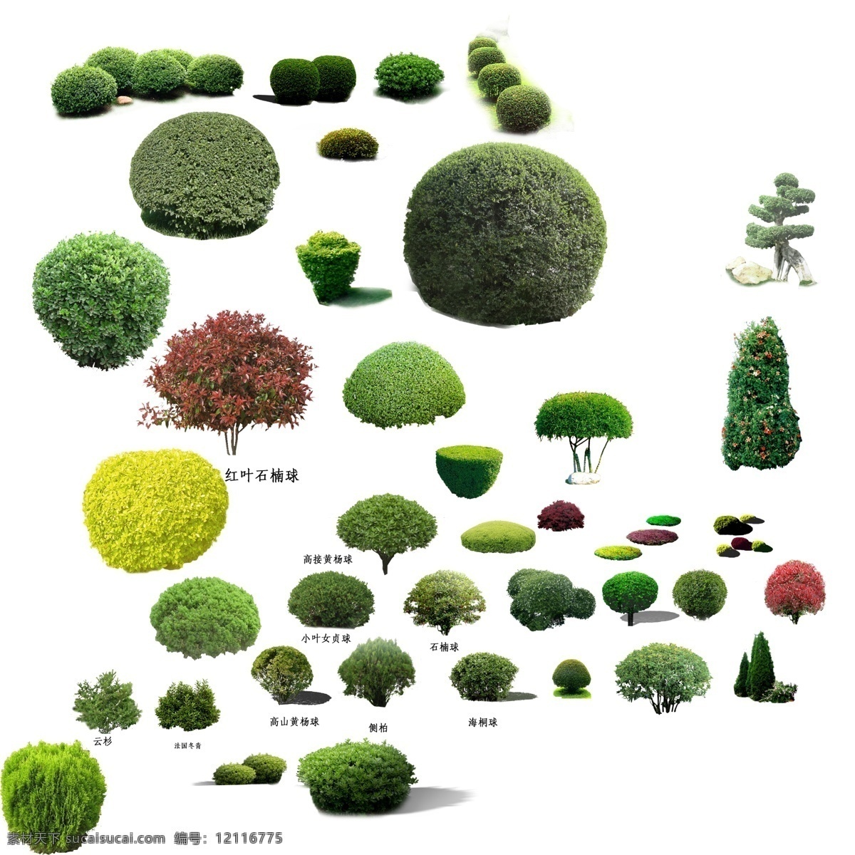 灌木球 矮灌木 球 绿化景观球 绿化后期 分层 绿化 绿化景观 环境设计 园林设计