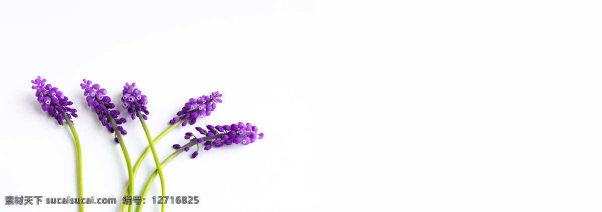 紫色 葡萄 风信子 植物 唯美 花朵 花卉 生物世界 花草