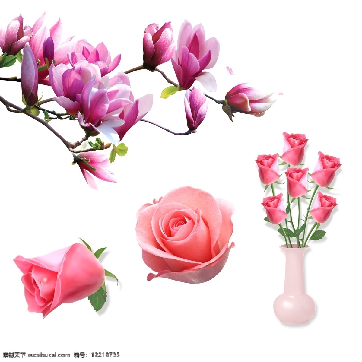 玫瑰花 玉兰花 玉兰树 盛开的花朵 鲜花花朵 花朵花瓶 粉色玫瑰花 花瓶 摆件 鲜花 花朵 唯美花朵 春季花朵 春天素材 春季素材