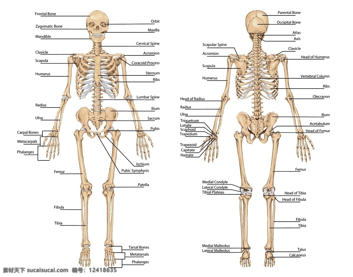 人类骨骼 人体透视图 人体动作 骷髅 人体透视 骨头组织 人体 骨骼 骨架 医疗保健 医学 生活百科 矢量