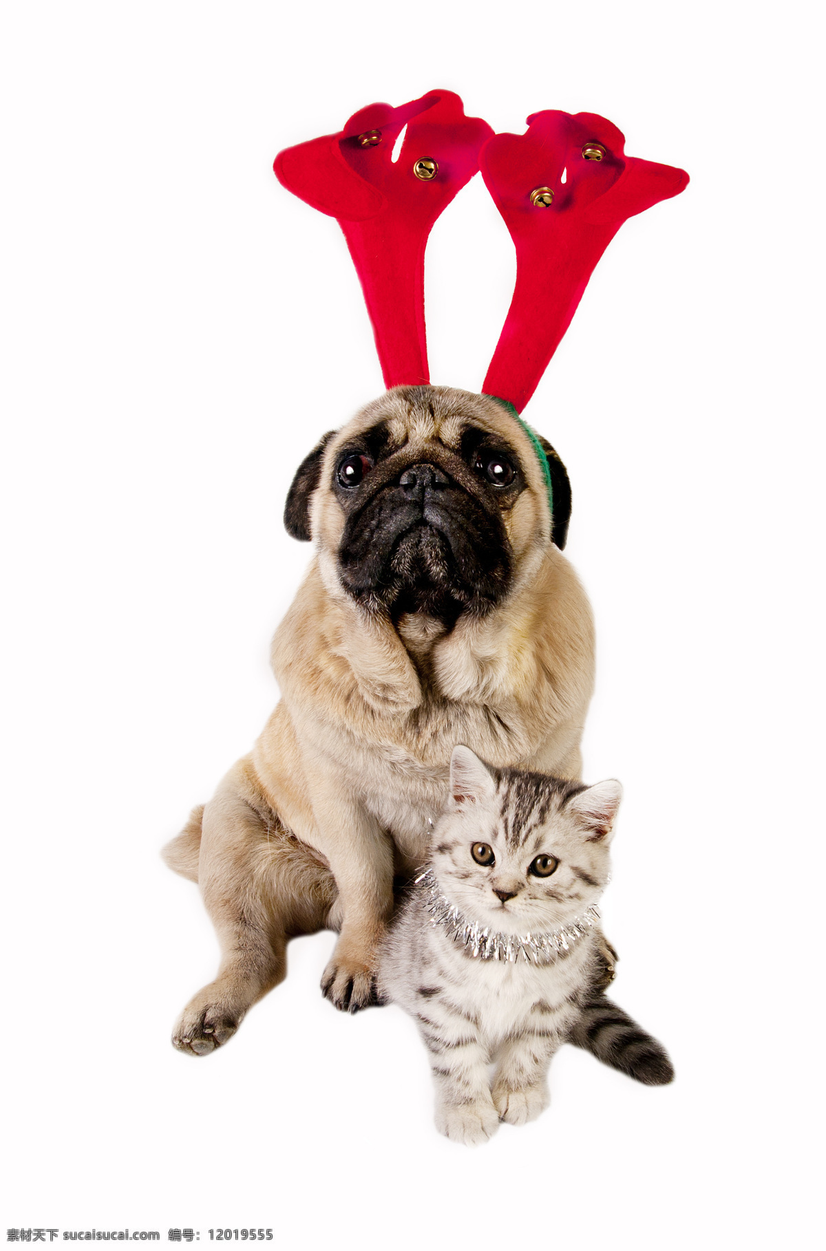 圣诞 狗 猫 圣诞狗 圣诞猫 小狗 小猫 圣诞节 圣诞动物 小动物 可爱 狗和猫 狗狗图片 生物世界