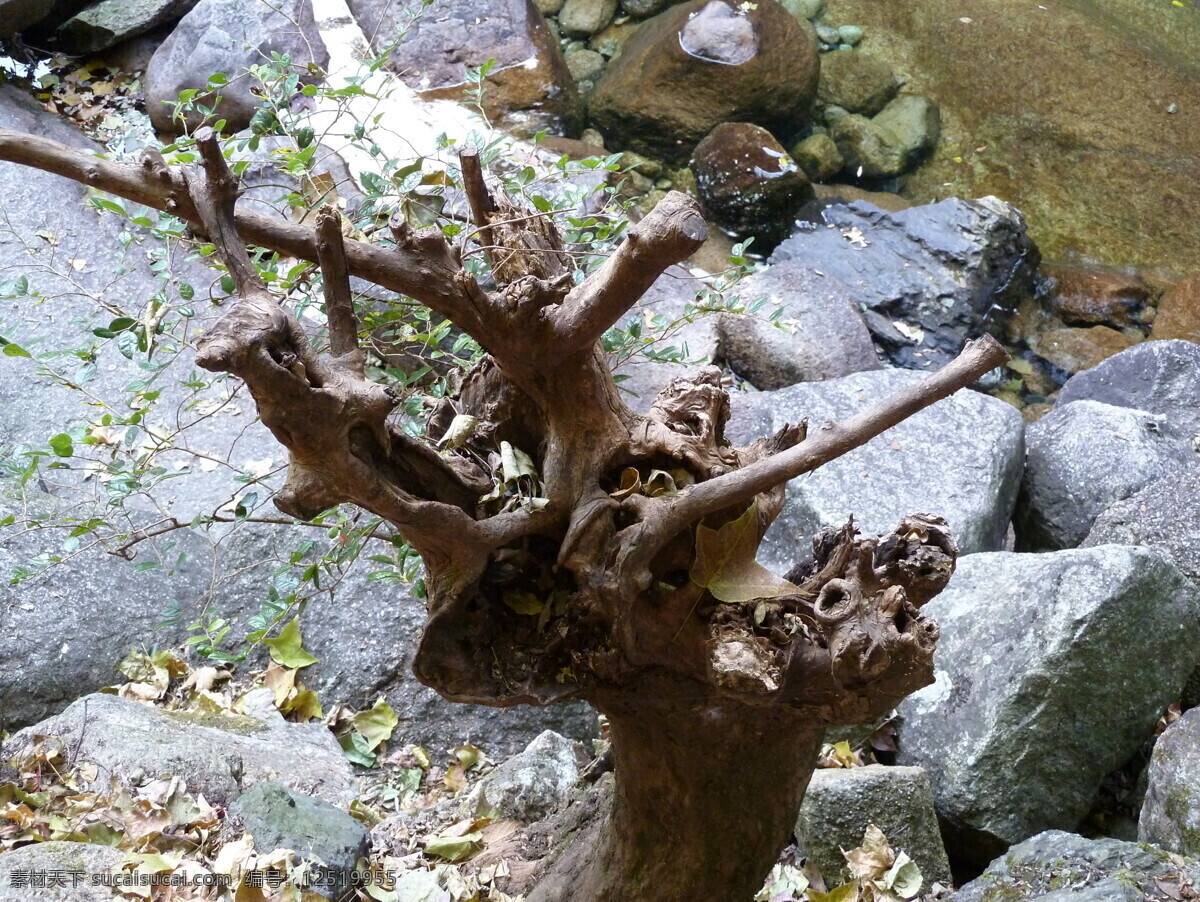 红色 红叶 黄色 黄山 流水 旅游 瀑布 日落 树桩 山水 森林 植物 松树 峡谷 中国 石头 竹海 竹 炊烟 晚霞 黄山风光 自然风景 自然景观 矢量图 日常生活