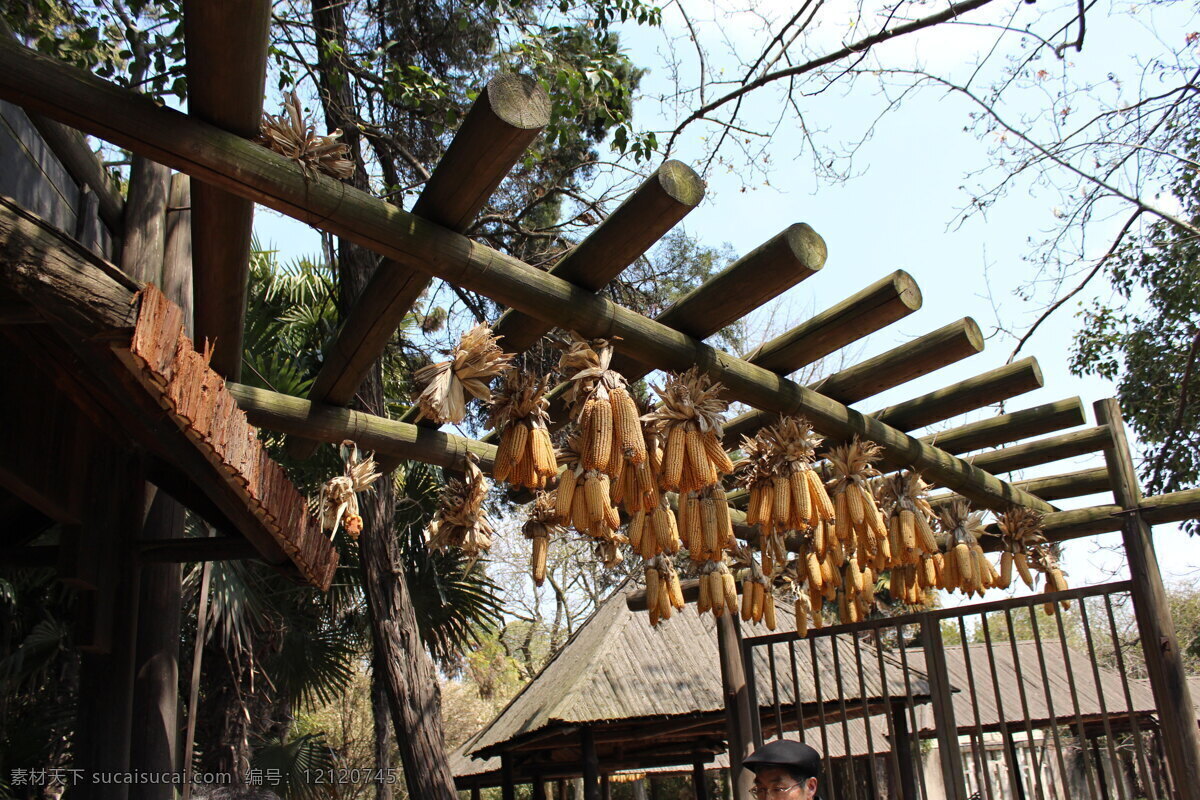 玉米 风景 蓝天 生物世界 蔬菜 黄色玉米 晒玉米 生活 旅游餐饮