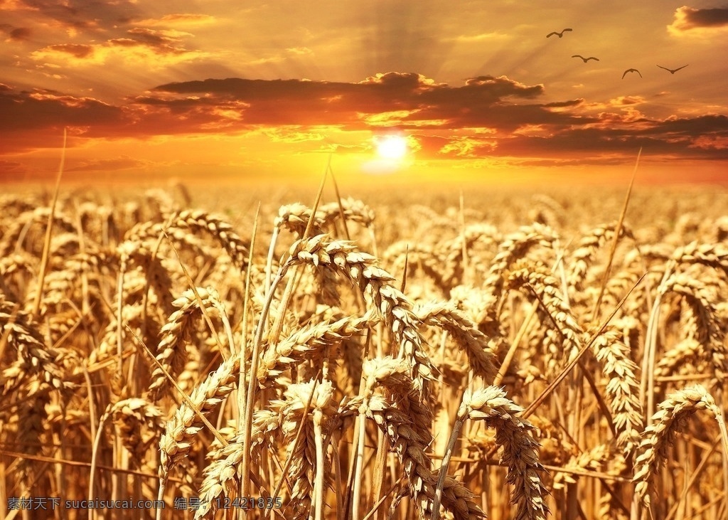 夕阳麦田 夕阳 麦田 金黄麦田 麦穗 金黄麦穗 季节 收成 成熟 小麦 麦地 收获 摄影图片 现代科技 农业生产