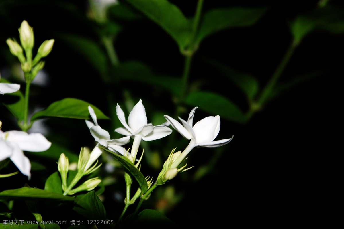 绿色 茉莉花 高清 花草 花朵 绿叶 白色 鲜花