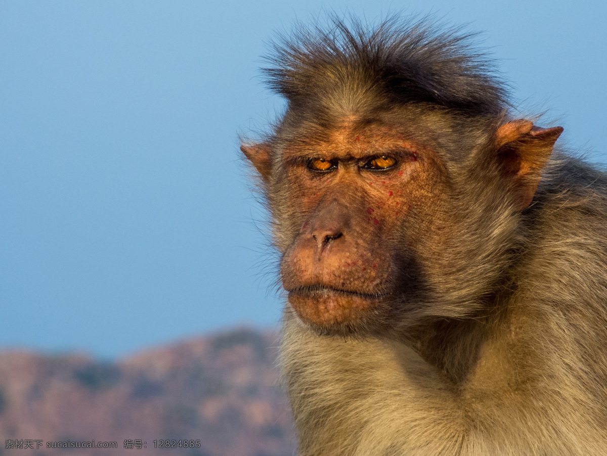老 猴子 野生动物 动物摄影 动物世界 陆地动物 生物世界