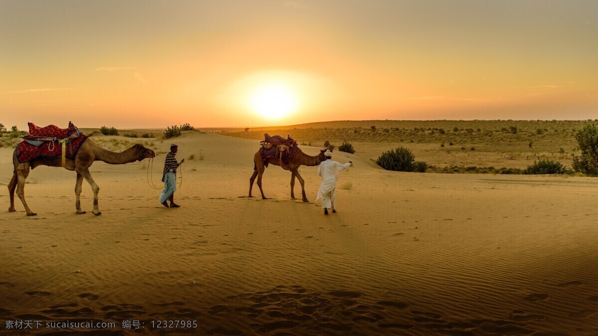 沙漠骆驼 哺乳动物 动物 家畜 畜生 沙漠景观 生物世界 家禽家畜